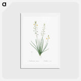 アートポストカード-Bulbine lily illustration - ピエール ジョゼフ ルドゥーテ Postcard.