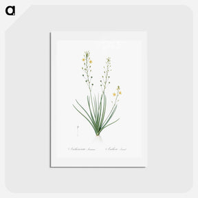 アートポストカード-Bulbine lily illustration - ピエール ジョゼフ ルドゥーテ Postcard.