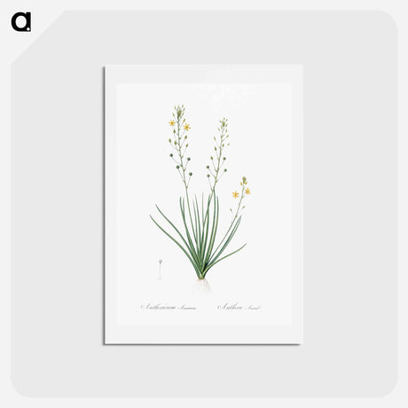 アートポストカード-Bulbine lily illustration - ピエール ジョゼフ ルドゥーテ Postcard.