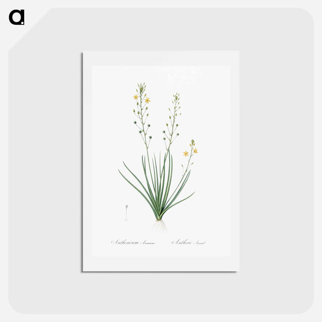 アートポストカード-Bulbine lily illustration - ピエール ジョゼフ ルドゥーテ Postcard.
