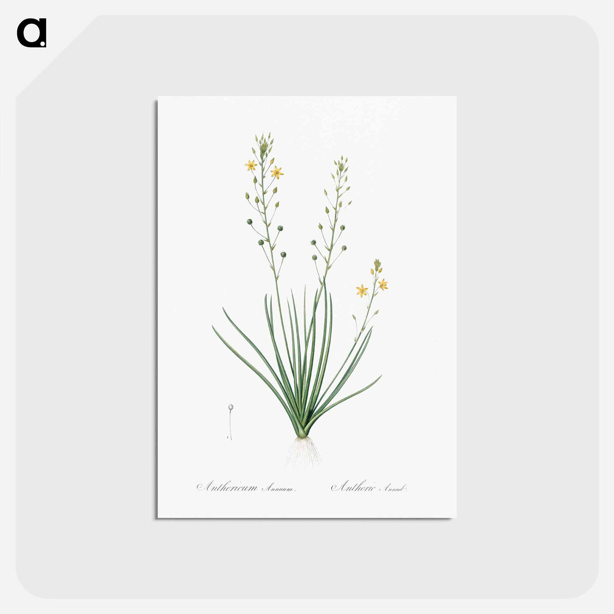 アートポストカード-Bulbine lily illustration - ピエール ジョゼフ ルドゥーテ Postcard.