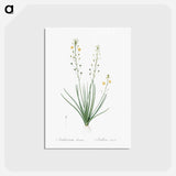 アートポストカード-Bulbine lily illustration - ピエール ジョゼフ ルドゥーテ Postcard.