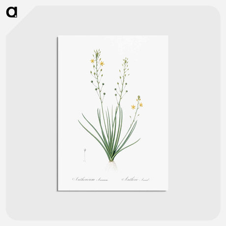 アートポストカード-Bulbine lily illustration - ピエール ジョゼフ ルドゥーテ Postcard.