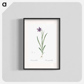 アートポスター-Ixia grandiflora illustration - ピエール ジョゼフ ルドゥーテ Poster.