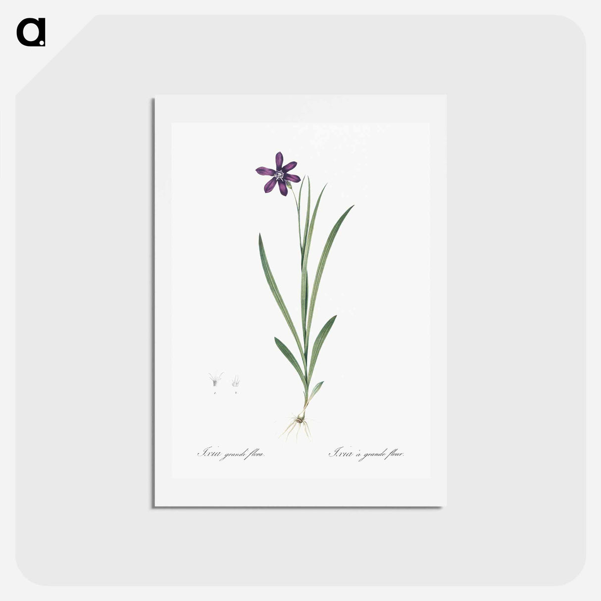 アートポストカード-Ixia grandiflora illustration - ピエール ジョゼフ ルドゥーテ Postcard.