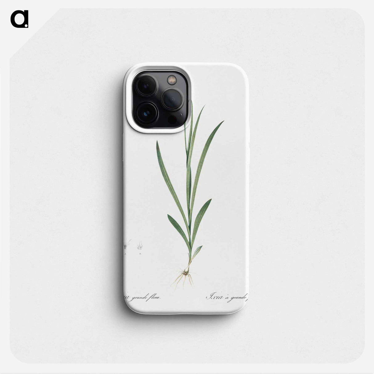 Ixia grandiflora illustration - ピエール ジョゼフ ルドゥーテ Phone Case.