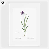 Ixia grandiflora illustration - Pierre Joseph Redouté Poster.