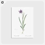 アートポストカード-Ixia grandiflora illustration - ピエール ジョゼフ ルドゥーテ Postcard.
