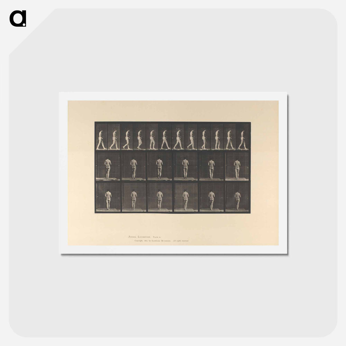 アートポストカード-Woman with Back Brace
 - エドワード マイブリッジ Postcard.