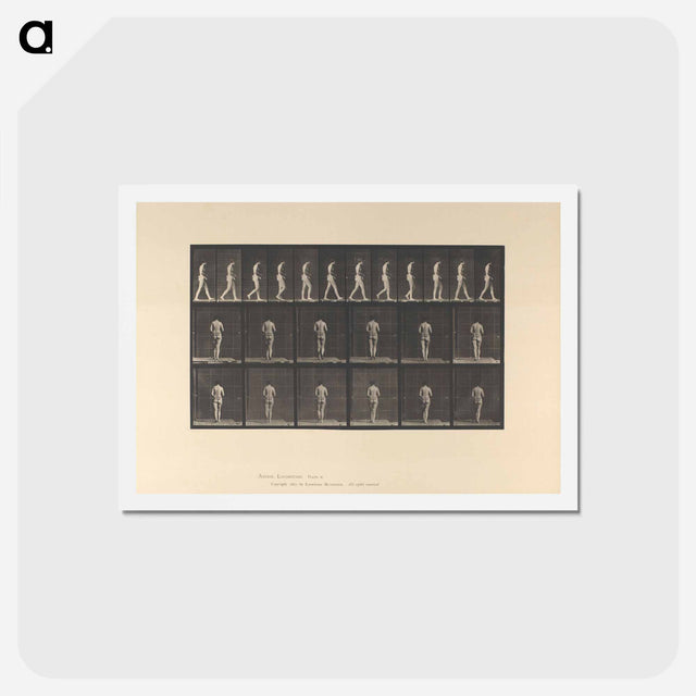 アートポストカード-Woman with Back Brace
 - エドワード マイブリッジ Postcard.