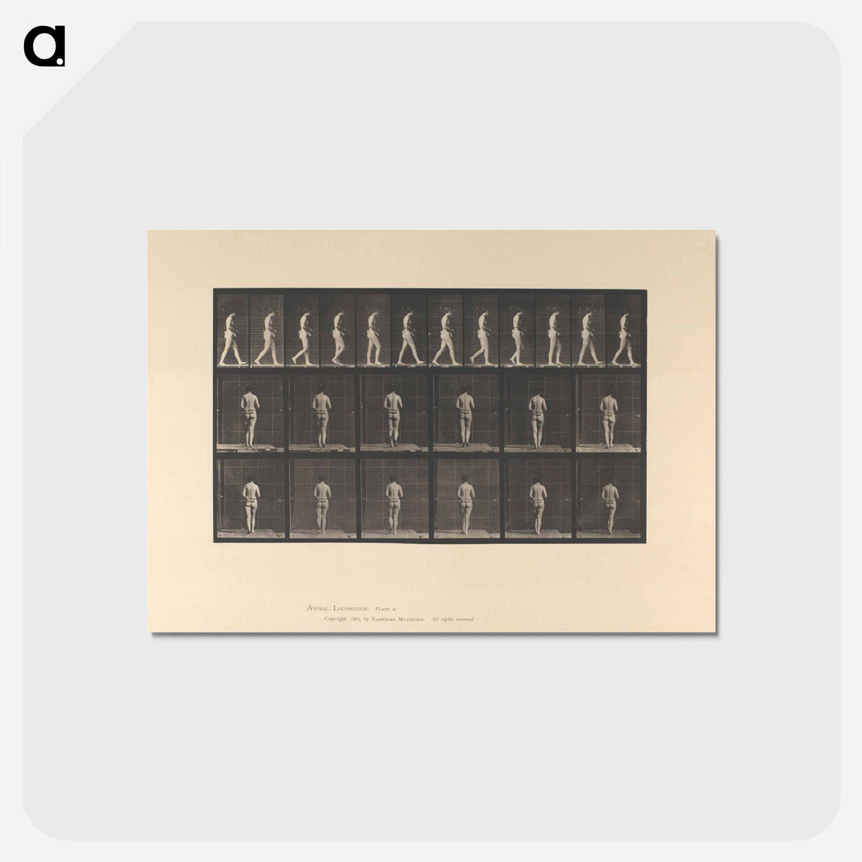 アートポストカード-Woman with Back Brace
 - エドワード マイブリッジ Postcard.
