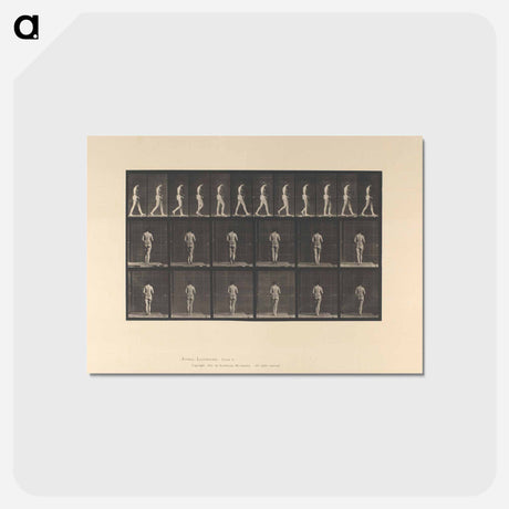 アートポストカード-Woman with Back Brace
 - エドワード マイブリッジ Postcard.