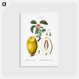 アートポストカード-Chinese quince - ピエール ジョゼフ ルドゥーテ Postcard.