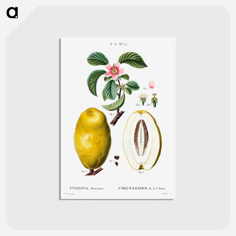 アートポストカード-Chinese quince - ピエール ジョゼフ ルドゥーテ Postcard.
