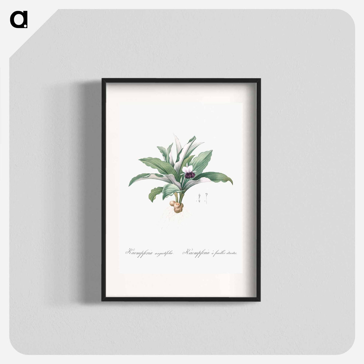 Kaempferia angustifolia illustration from Les liliacées - Pierre-Joseph Redouté Poster.