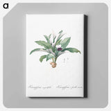 アートパネル-Kaempferia angustifolia illustration from Les liliacées - ピエール ジョゼフ ルドゥーテ Canvas.