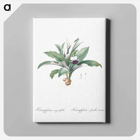 アートパネル-Kaempferia angustifolia illustration from Les liliacées - ピエール ジョゼフ ルドゥーテ Canvas.