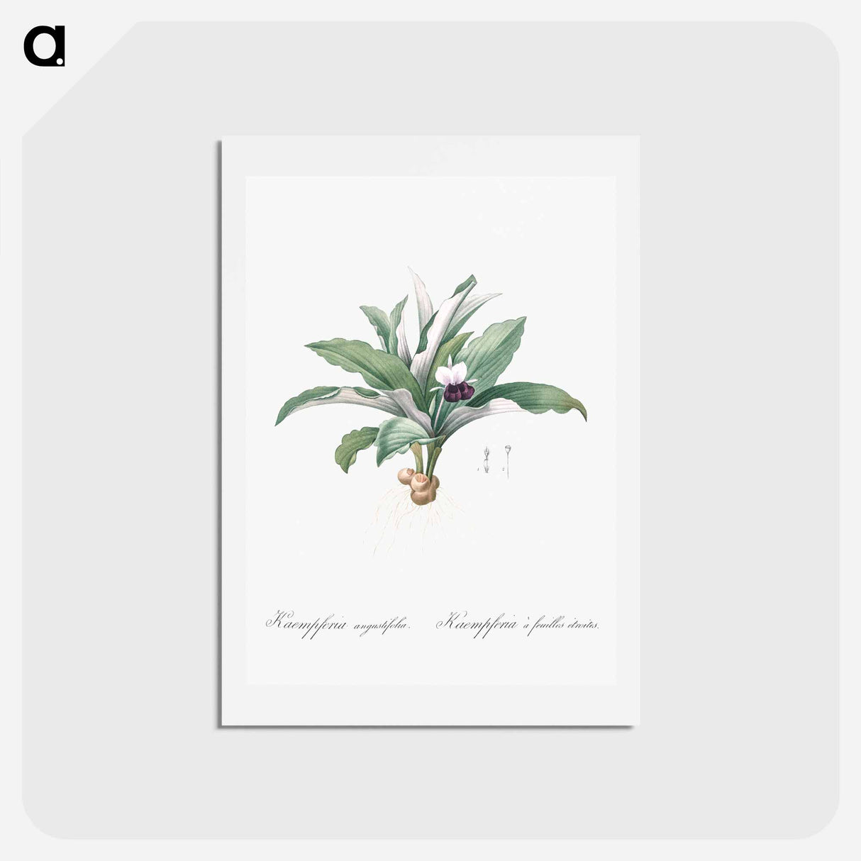アートポストカード-Kaempferia angustifolia illustration from Les liliacées - ピエール ジョゼフ ルドゥーテ Postcard.