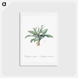 アートポストカード-Kaempferia angustifolia illustration from Les liliacées - ピエール ジョゼフ ルドゥーテ Postcard.