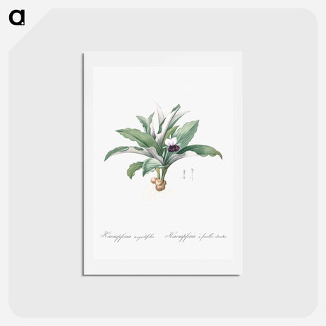 アートポストカード-Kaempferia angustifolia illustration from Les liliacées - ピエール ジョゼフ ルドゥーテ Postcard.