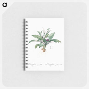 アートメモ帳-Kaempferia angustifolia illustration from Les liliacées - ピエール ジョゼフ ルドゥーテ Memo.