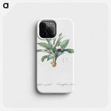 Kaempferia angustifolia illustration from Les liliacées - Pierre-Joseph Redouté Phone Case.