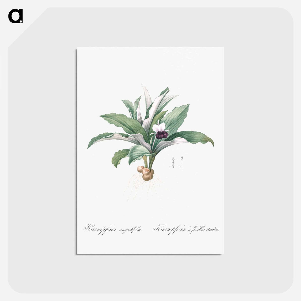 アートポストカード-Kaempferia angustifolia illustration from Les liliacées - ピエール ジョゼフ ルドゥーテ Postcard.