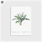 アートポストカード-Kaempferia angustifolia illustration from Les liliacées - ピエール ジョゼフ ルドゥーテ Postcard.