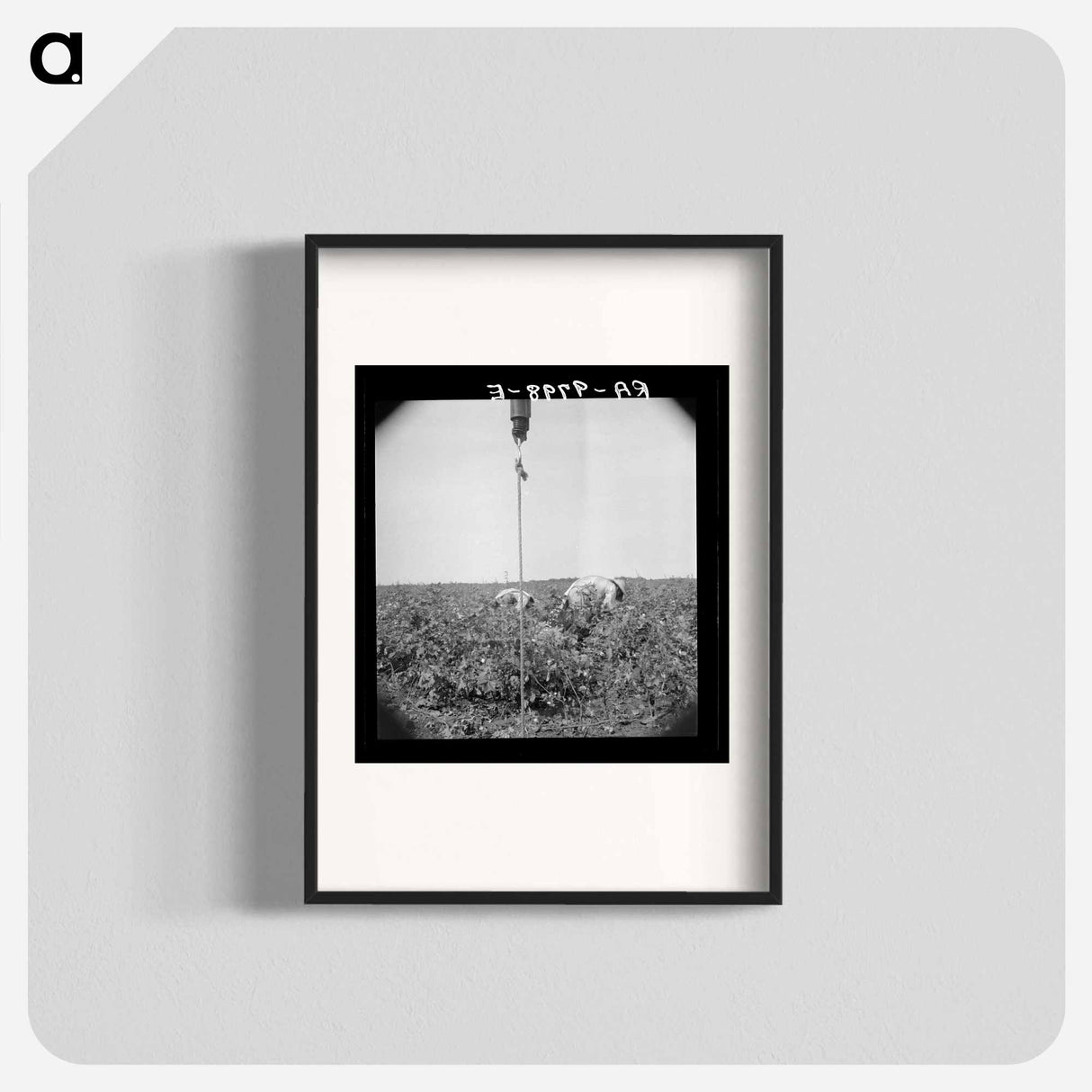 Cotton picking in south Texas - Dorothea Lange Poster.