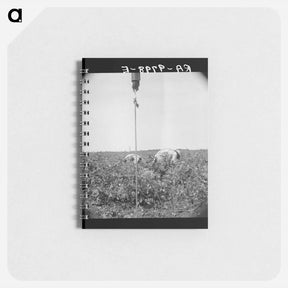 アートメモ帳-Cotton picking in south Texas - ドロテア ラング Memo.