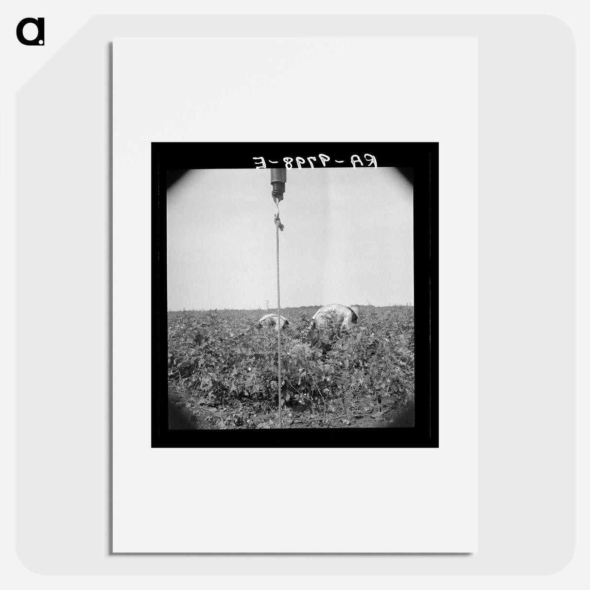 Cotton picking in south Texas - Dorothea Lange Poster.