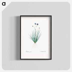 アートポスター-Blue corn-lily illustration - ピエール ジョゼフ ルドゥーテ Poster.