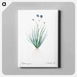 アートパネル-Blue corn-lily illustration - ピエール ジョゼフ ルドゥーテ Canvas.
