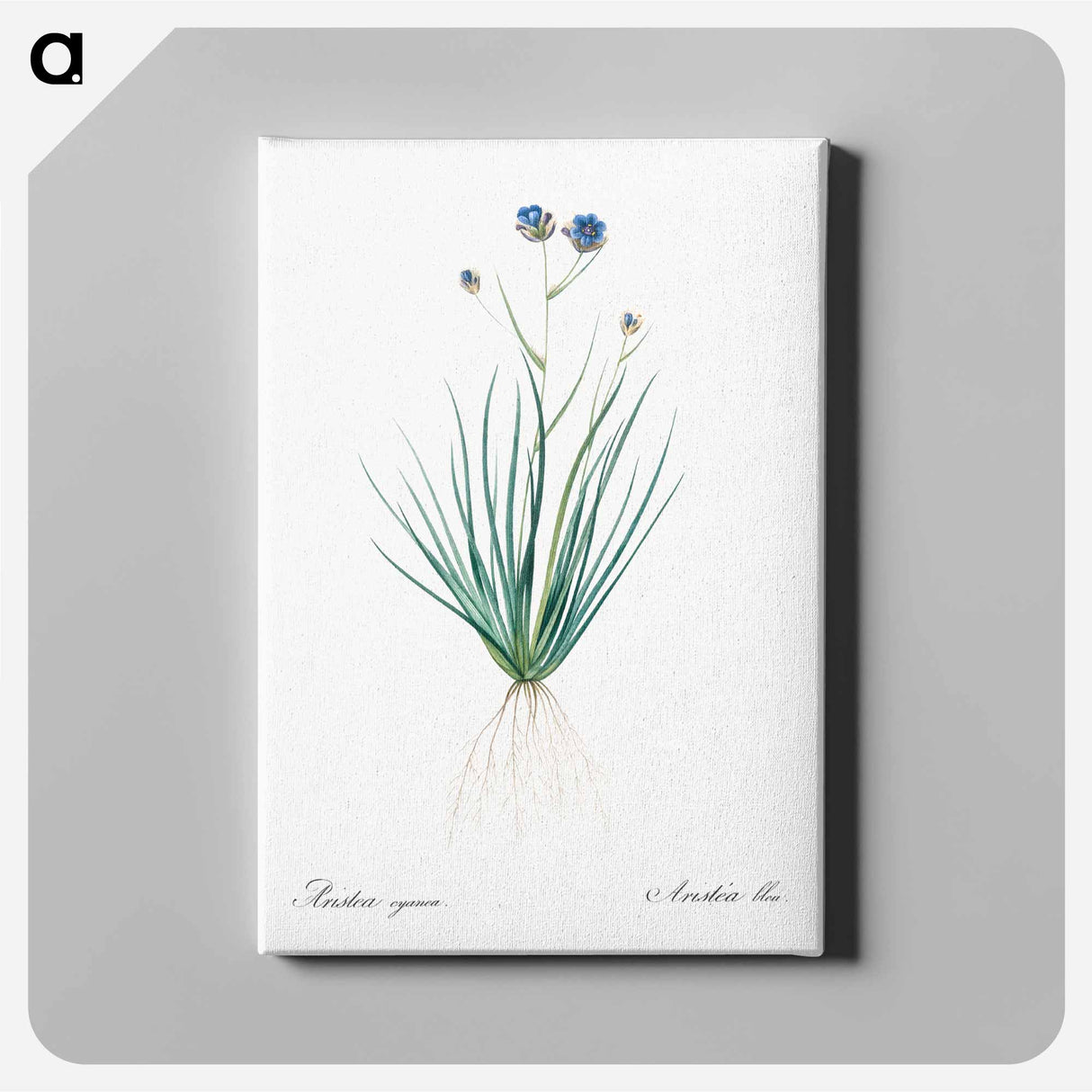 アートパネル-Blue corn-lily illustration - ピエール ジョゼフ ルドゥーテ Canvas.