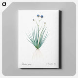 アートパネル-Blue corn-lily illustration - ピエール ジョゼフ ルドゥーテ Canvas.