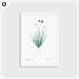 アートポストカード-Blue corn-lily illustration - ピエール ジョゼフ ルドゥーテ Postcard.