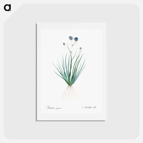 アートポストカード-Blue corn-lily illustration - ピエール ジョゼフ ルドゥーテ Postcard.