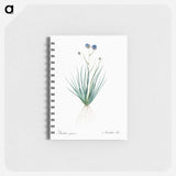 Blue corn-lily illustration - ピエール ジョゼフ ルドゥーテ Memo.