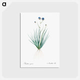 アートポストカード-Blue corn-lily illustration - ピエール ジョゼフ ルドゥーテ Postcard.