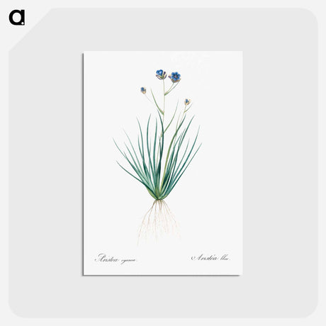 アートポストカード-Blue corn-lily illustration - ピエール ジョゼフ ルドゥーテ Postcard.