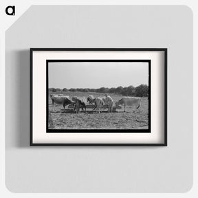 アートポスター-Feeding Cattle Silage
 - ラッセル リー Poster.