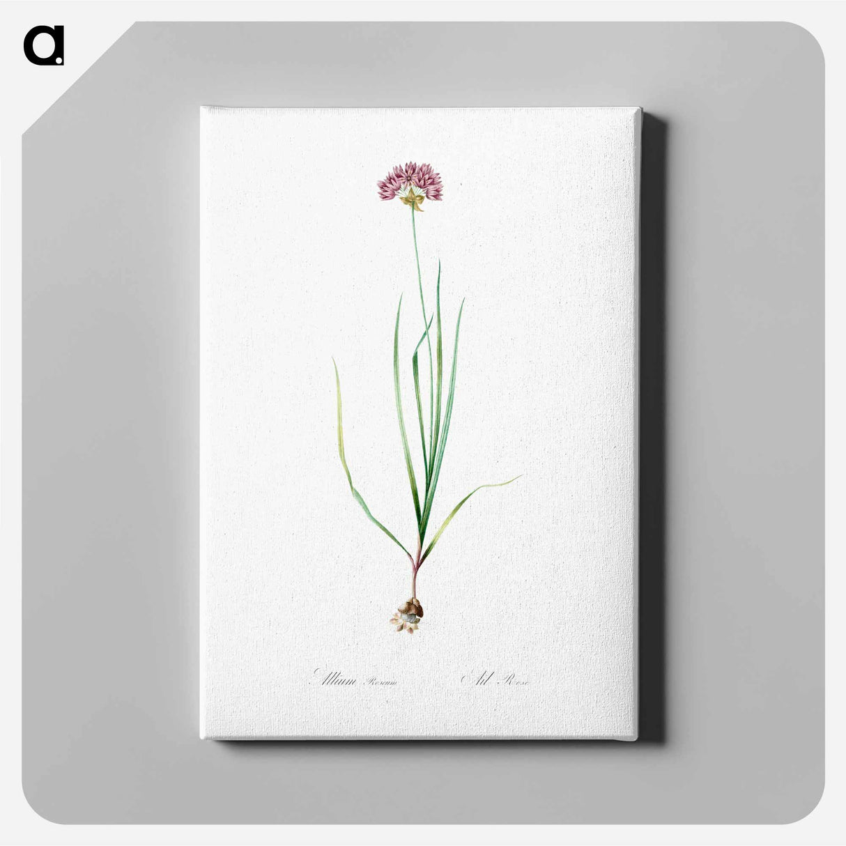 アートパネル-Rosy garlic illustration - ピエール ジョゼフ ルドゥーテ Canvas.