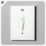 アートパネル-Rosy garlic illustration - ピエール ジョゼフ ルドゥーテ Canvas.