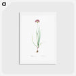 アートポストカード-Rosy garlic illustration - ピエール ジョゼフ ルドゥーテ Postcard.