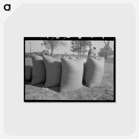 アートポストカード-Bags of Rice
 - ラッセル リー Postcard.