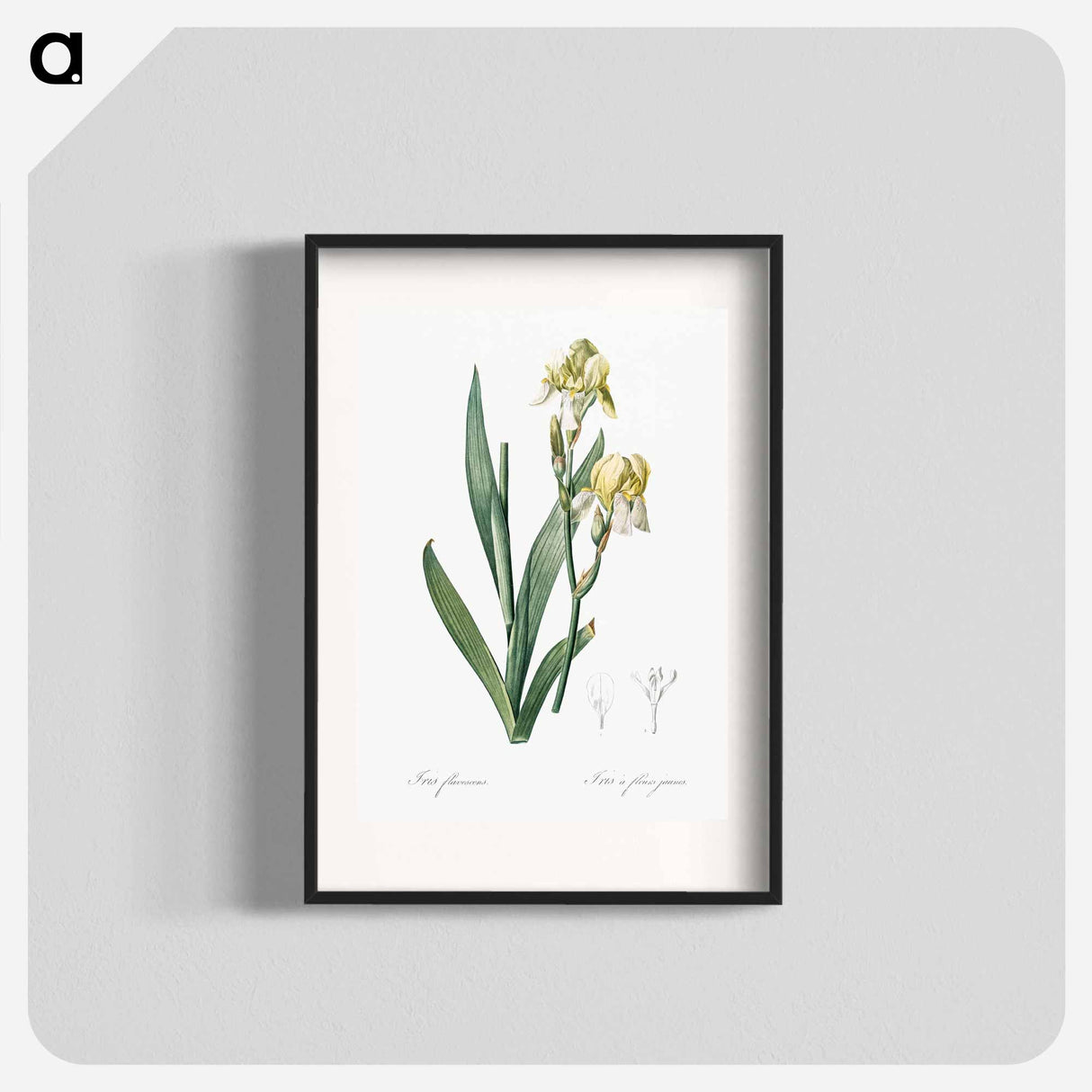 Lemonyellow iris illustration - Pierre Joseph Redouté Poster.
