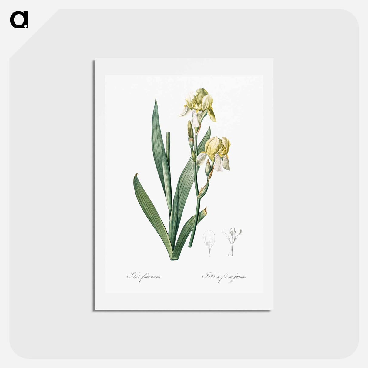 アートポストカード-Lemonyellow iris illustration - ピエール ジョゼフ ルドゥーテ Postcard.