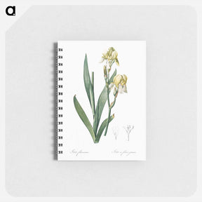 アートメモ帳-Lemonyellow iris illustration - ピエール ジョゼフ ルドゥーテ Memo.