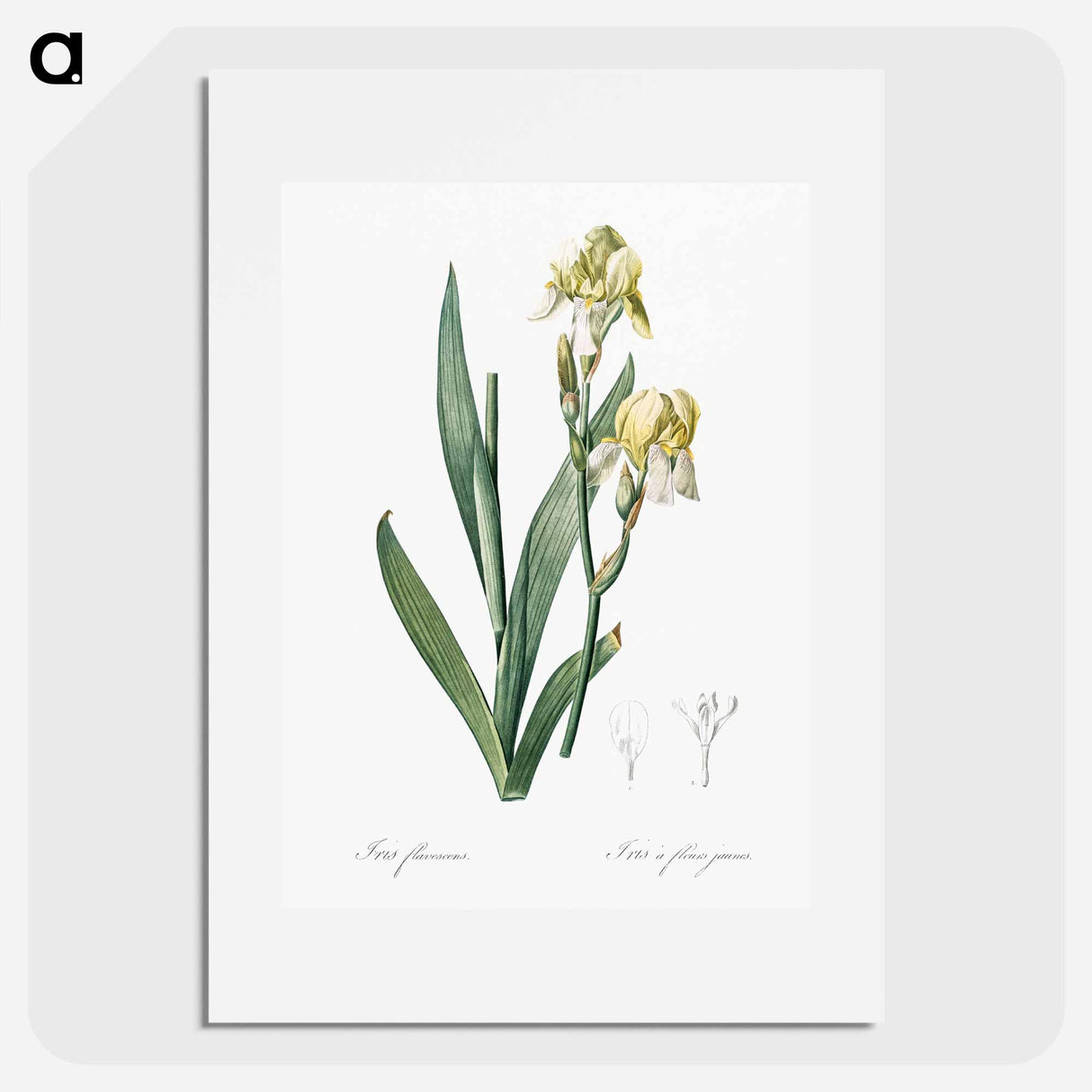 Lemonyellow iris illustration - Pierre Joseph Redouté Poster.