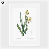 Lemonyellow iris illustration - Pierre Joseph Redouté Poster.